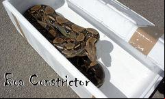 Box art for Boa Constrictor