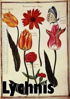 Box art for Lychnis